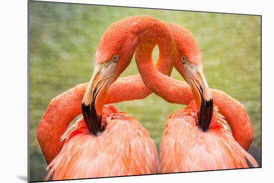 Flamingo Hug-Lantern Press-Mounted Art Print
