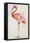 Flamingo I-Patricia Pinto-Framed Stretched Canvas