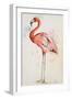 Flamingo I-Patricia Pinto-Framed Art Print