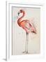 Flamingo I-Patricia Pinto-Framed Art Print