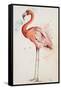 Flamingo I-Patricia Pinto-Framed Stretched Canvas