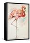 Flamingo II-Patricia Pinto-Framed Stretched Canvas