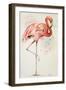 Flamingo II-Patricia Pinto-Framed Art Print