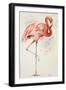 Flamingo II-Patricia Pinto-Framed Art Print