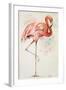 Flamingo II-Patricia Pinto-Framed Art Print