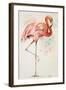 Flamingo II-Patricia Pinto-Framed Art Print