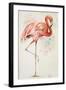 Flamingo II-Patricia Pinto-Framed Art Print