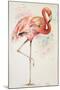 Flamingo II-Patricia Pinto-Mounted Art Print