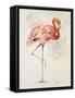 Flamingo II-Patricia Pinto-Framed Stretched Canvas