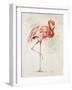 Flamingo II-Patricia Pinto-Framed Art Print