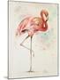 Flamingo II-Patricia Pinto-Mounted Art Print