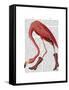 Flamingo in Pink Boots-Fab Funky-Framed Stretched Canvas