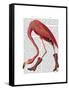 Flamingo in Pink Boots-Fab Funky-Framed Stretched Canvas