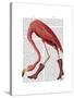 Flamingo in Pink Boots-Fab Funky-Stretched Canvas