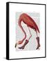 Flamingo in Pink Boots-Fab Funky-Framed Stretched Canvas