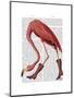 Flamingo in Pink Boots-Fab Funky-Mounted Art Print