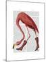 Flamingo in Pink Boots-Fab Funky-Mounted Art Print