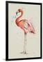 Flamingo in Shape-Patricia Pinto-Framed Art Print