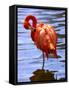 Flamingo in Water-Lisa S. Engelbrecht-Framed Stretched Canvas