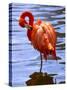 Flamingo in Water-Lisa S. Engelbrecht-Stretched Canvas