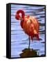 Flamingo in Water-Lisa S. Engelbrecht-Framed Stretched Canvas