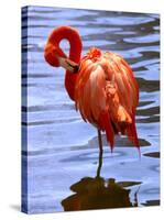 Flamingo in Water-Lisa S. Engelbrecht-Stretched Canvas