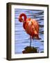 Flamingo in Water-Lisa S. Engelbrecht-Framed Photographic Print