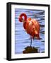 Flamingo in Water-Lisa S. Engelbrecht-Framed Photographic Print