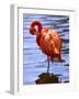 Flamingo in Water-Lisa S. Engelbrecht-Framed Photographic Print