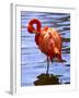 Flamingo in Water-Lisa S. Engelbrecht-Framed Photographic Print