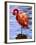 Flamingo in Water-Lisa S. Engelbrecht-Framed Photographic Print