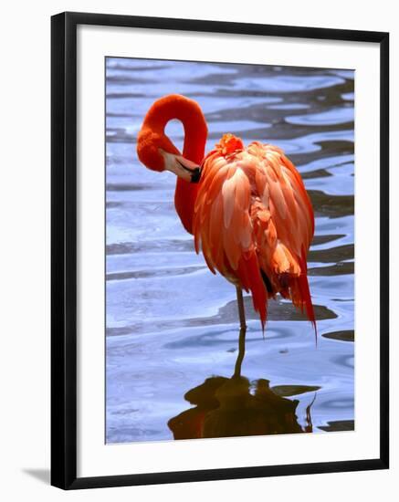 Flamingo in Water-Lisa S. Engelbrecht-Framed Photographic Print