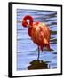 Flamingo in Water-Lisa S. Engelbrecht-Framed Photographic Print