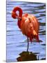 Flamingo in Water-Lisa S. Engelbrecht-Mounted Photographic Print