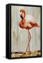 Flamingo IV-Sydney Edmunds-Framed Stretched Canvas