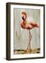 Flamingo IV-Sydney Edmunds-Framed Giclee Print