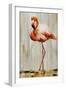 Flamingo IV-Sydney Edmunds-Framed Giclee Print