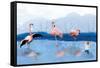 Flamingo Lesson-Nancy Tillman-Framed Stretched Canvas