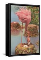 Flamingo Nesting in Florida-null-Framed Stretched Canvas