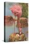 Flamingo Nesting in Florida-null-Stretched Canvas