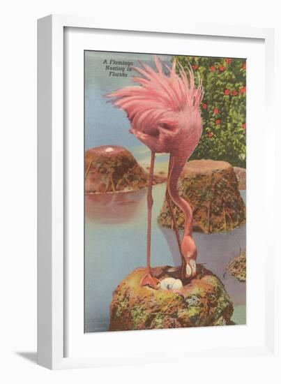 Flamingo Nesting in Florida-null-Framed Art Print