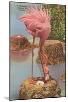 Flamingo Nesting in Florida-null-Mounted Art Print