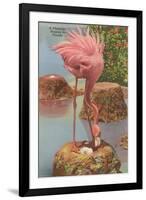 Flamingo Nesting in Florida-null-Framed Art Print