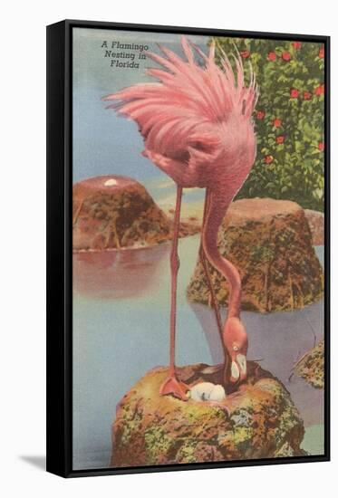 Flamingo Nesting in Florida-null-Framed Stretched Canvas