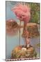 Flamingo Nesting in Stuart, Florida-null-Mounted Art Print