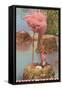 Flamingo Nesting in Stuart, Florida-null-Framed Stretched Canvas