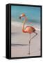 Flamingo on Flamingo Beach, Renaissance Island, Oranjestad, Aruba, Lesser Antilles-Jane Sweeney-Framed Stretched Canvas
