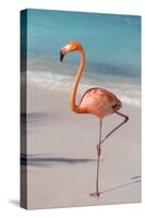 Flamingo on Flamingo Beach, Renaissance Island, Oranjestad, Aruba, Lesser Antilles-Jane Sweeney-Stretched Canvas