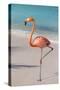 Flamingo on Flamingo Beach, Renaissance Island, Oranjestad, Aruba, Lesser Antilles-Jane Sweeney-Stretched Canvas