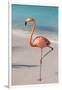 Flamingo on Flamingo Beach, Renaissance Island, Oranjestad, Aruba, Lesser Antilles-Jane Sweeney-Framed Premium Photographic Print